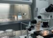 Mikroenjeksiyon-(ICSI)-mu,-Klasik-IVF-mi-Fark-Ne-Zaman-Onem-Kazanir